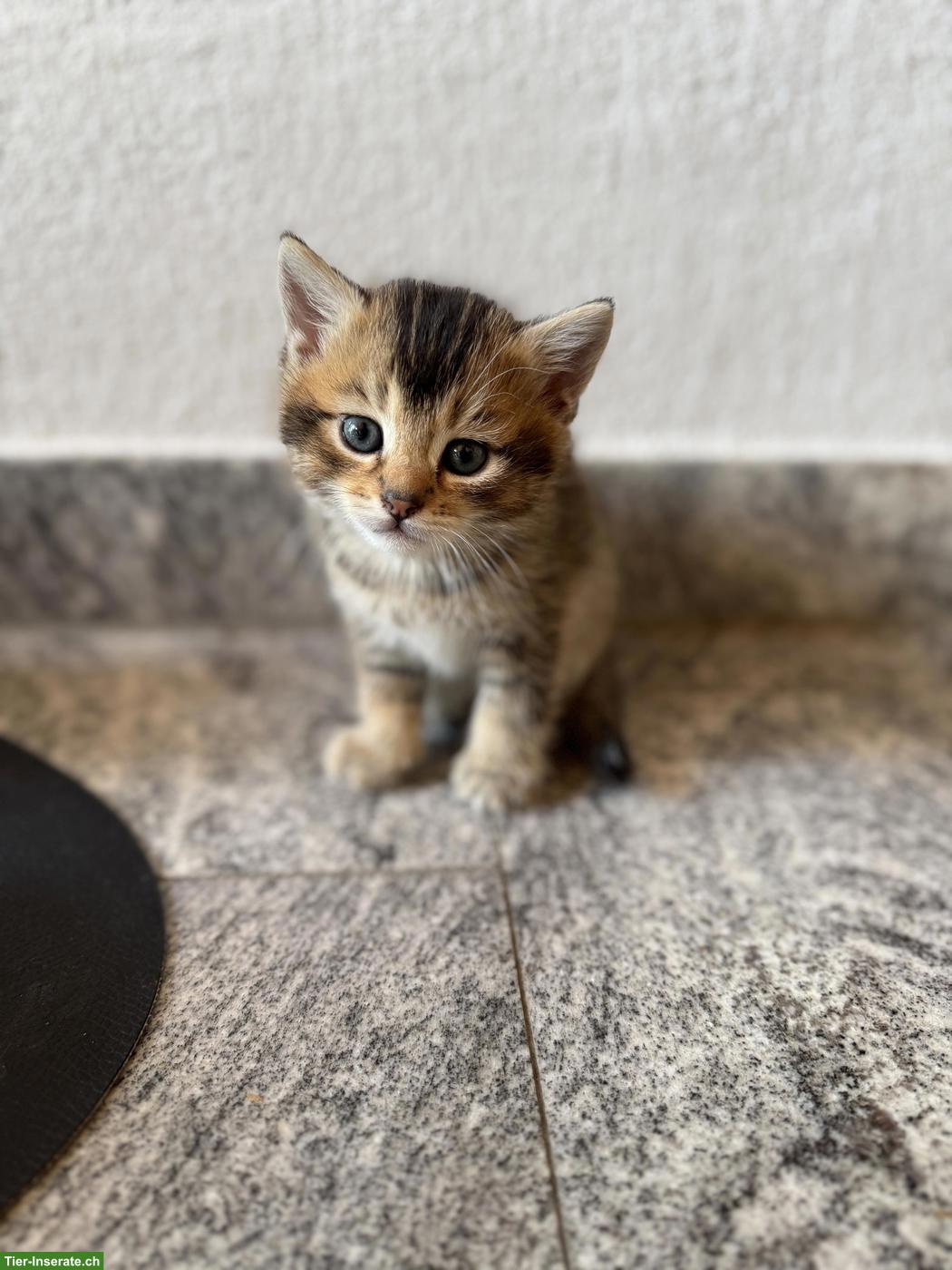 BKH Mix Kitten, männlich und weiblich
