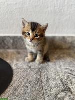 BKH Mix Kitten, männlich und weiblich