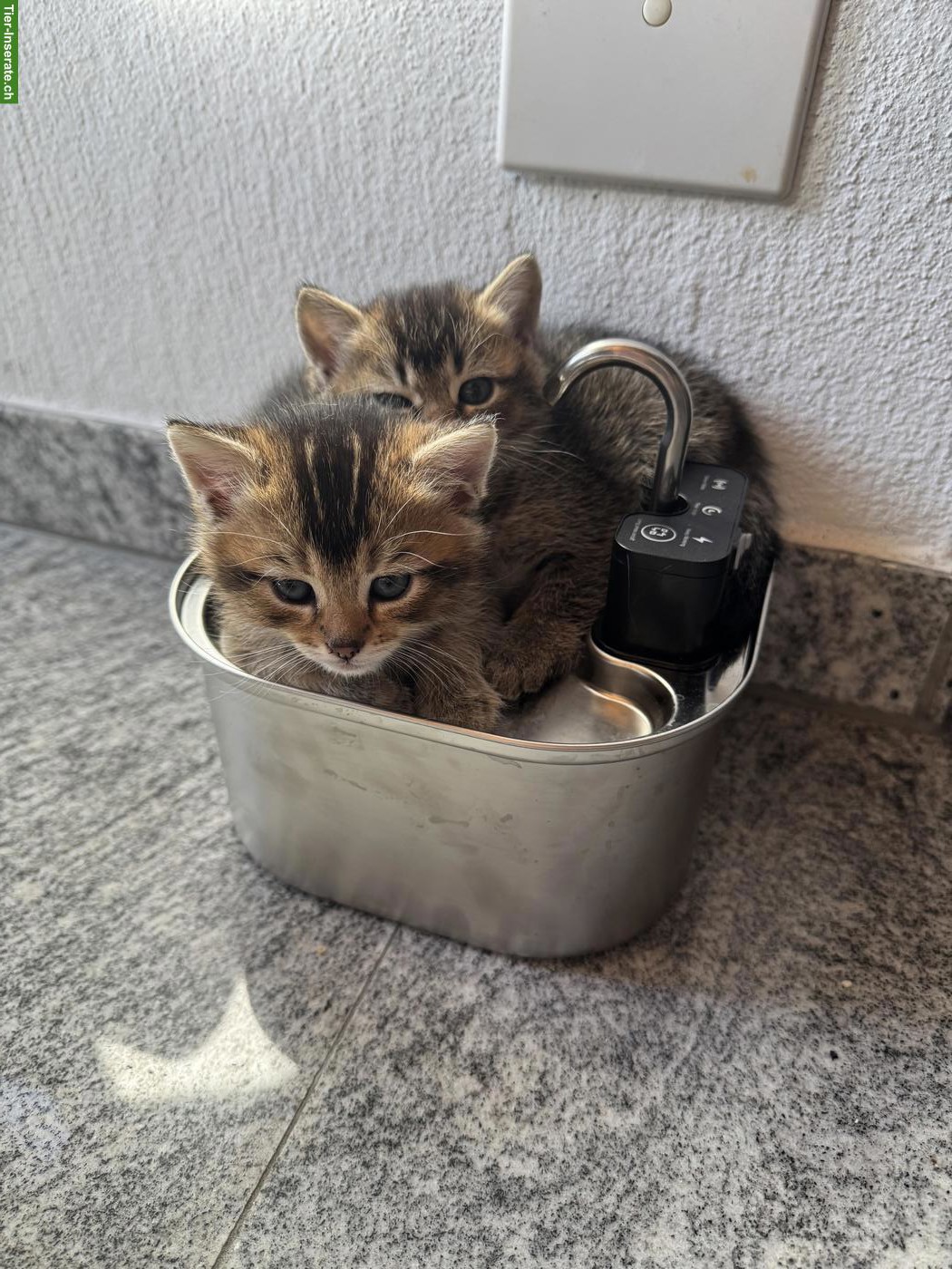 Bild 2: BKH Mix Kitten, männlich und weiblich