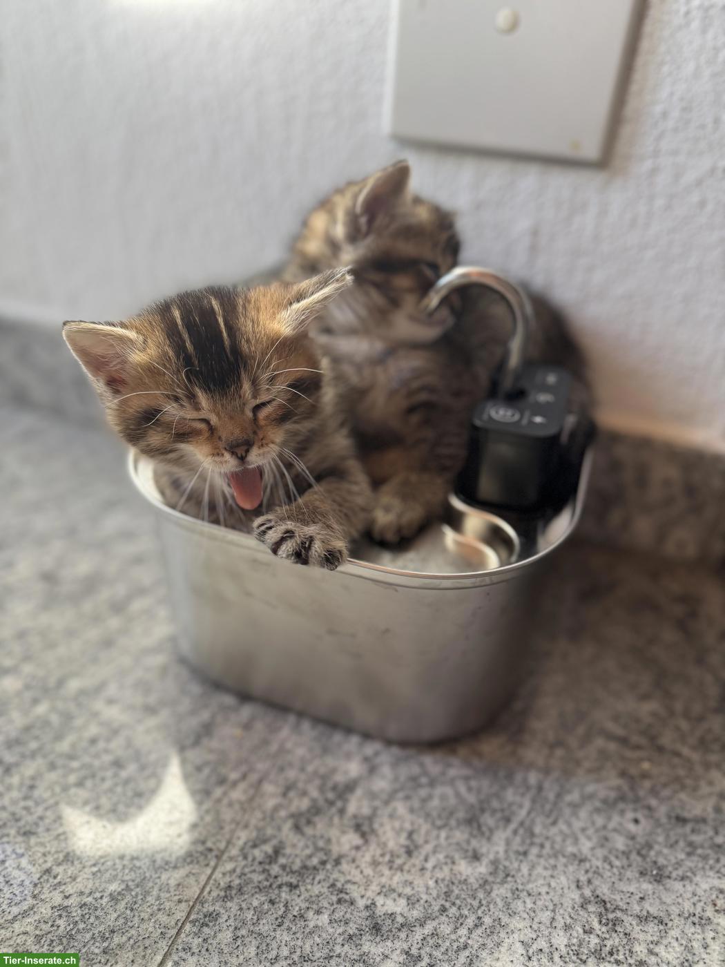 Bild 3: BKH Mix Kitten, männlich und weiblich