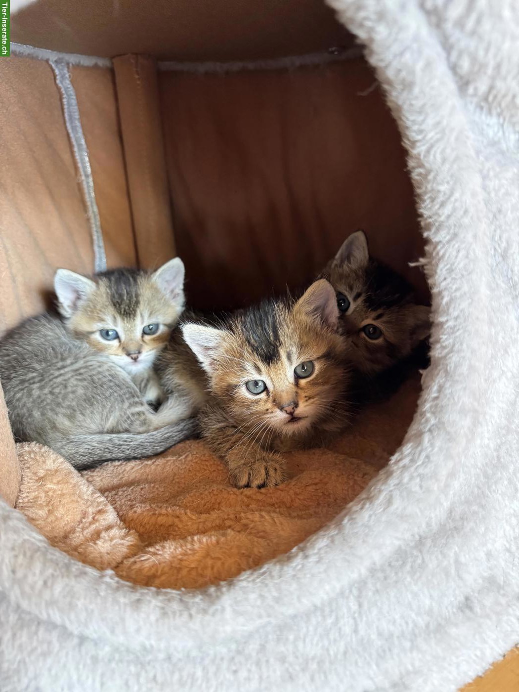 Bild 4: BKH Mix Kitten, männlich und weiblich