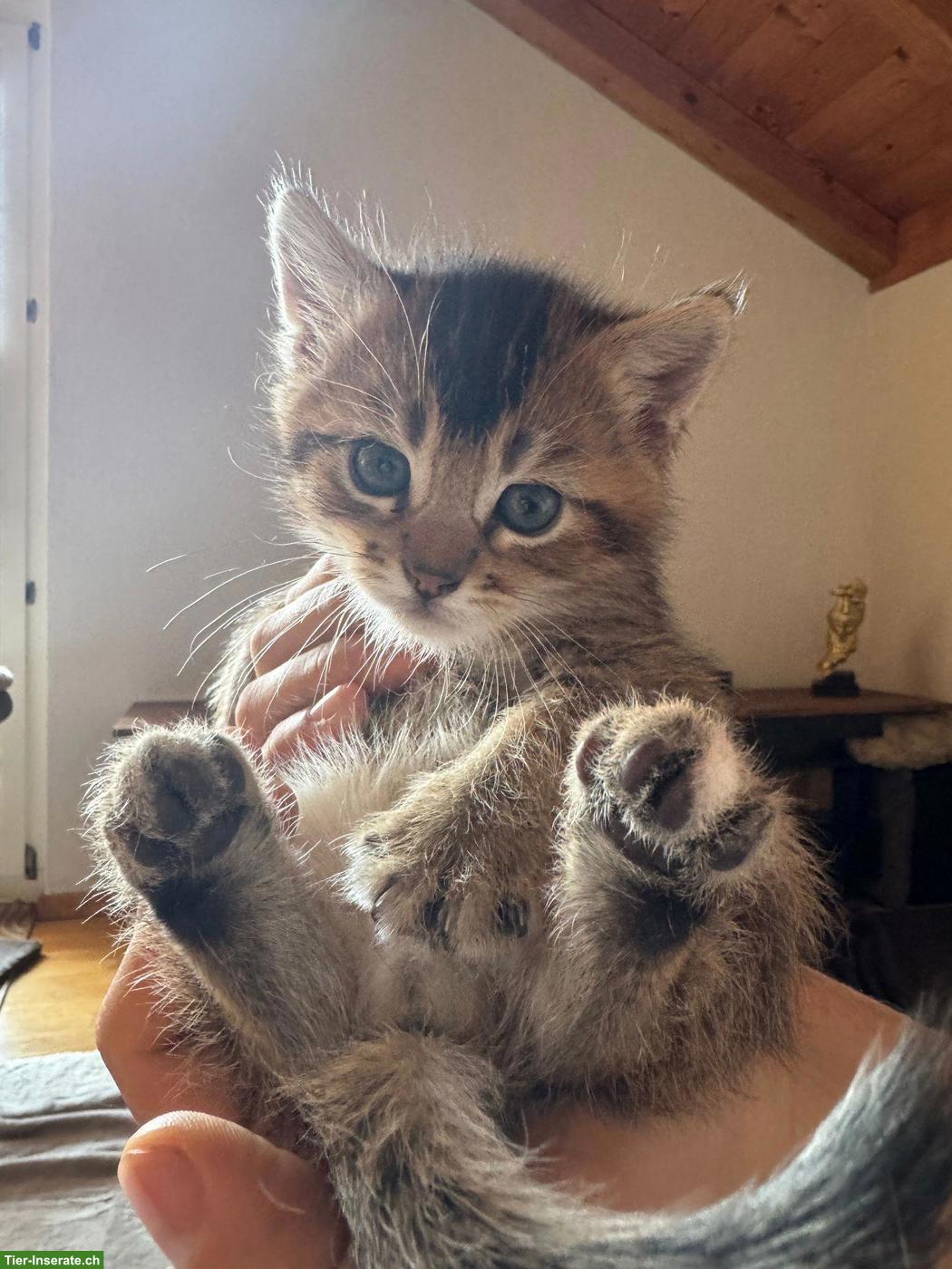 Bild 5: BKH Mix Kitten, männlich und weiblich