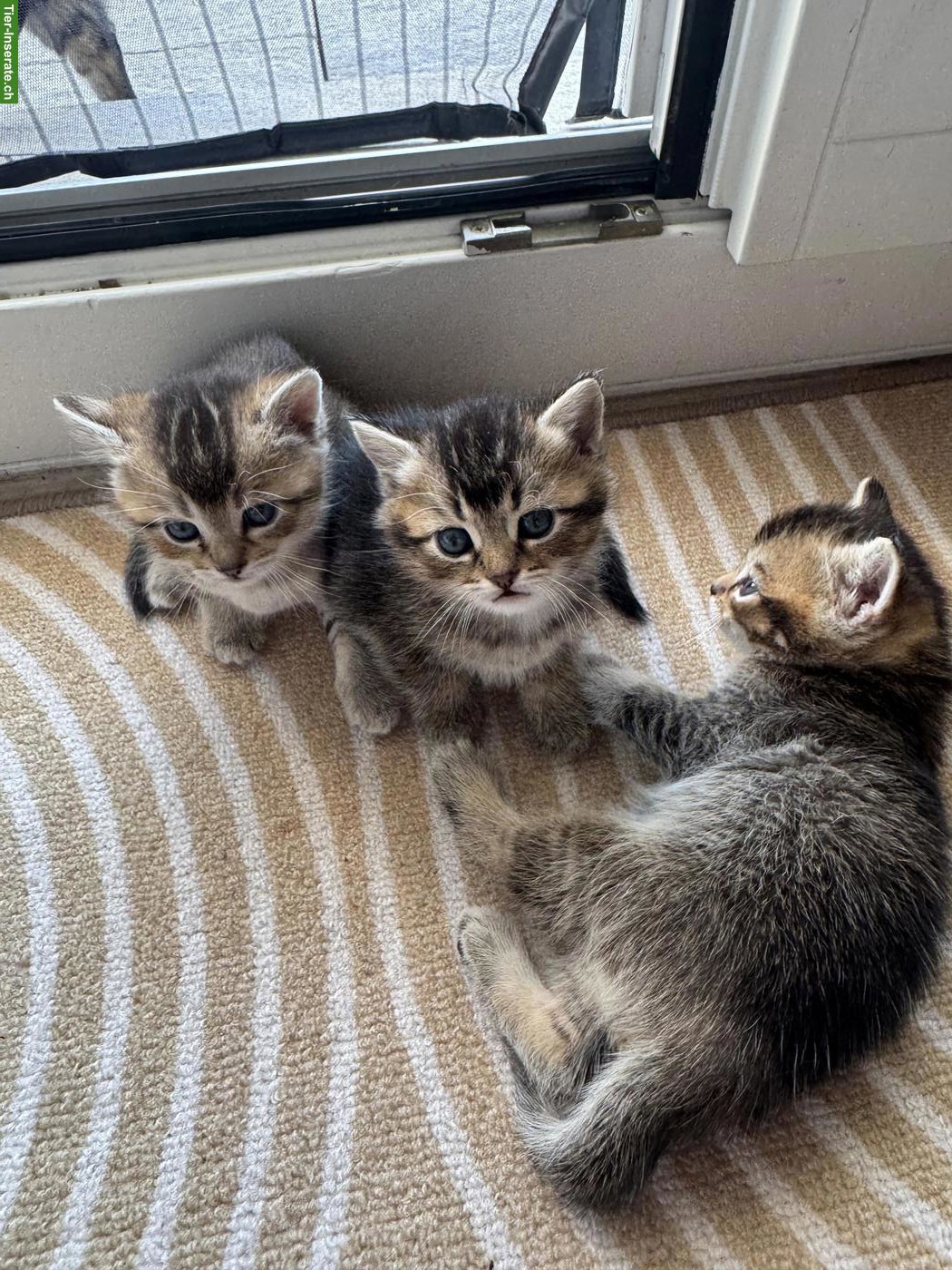 Bild 6: BKH Mix Kitten, männlich und weiblich