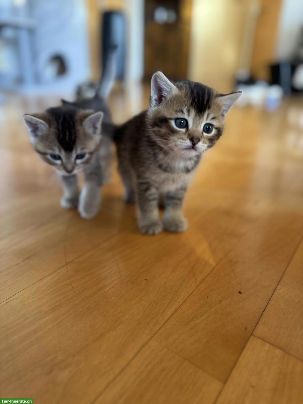 Bild 7: BKH Mix Kitten, männlich und weiblich