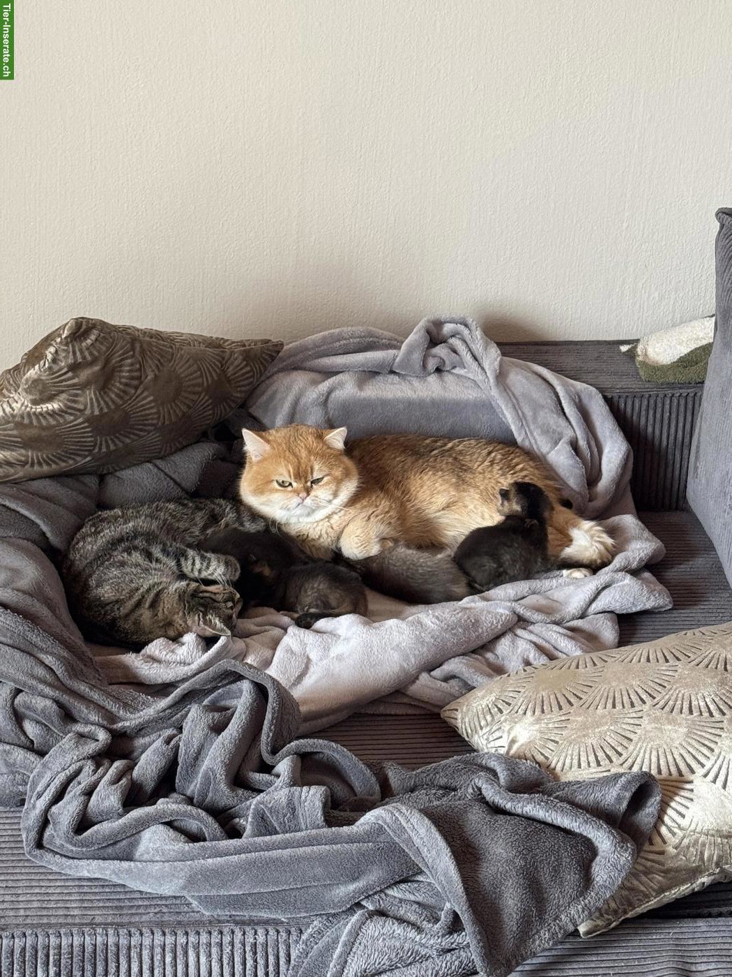 Bild 8: BKH Mix Kitten, männlich und weiblich