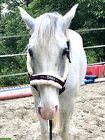 Araber Berber Wallach, liebevoll und verlässlich