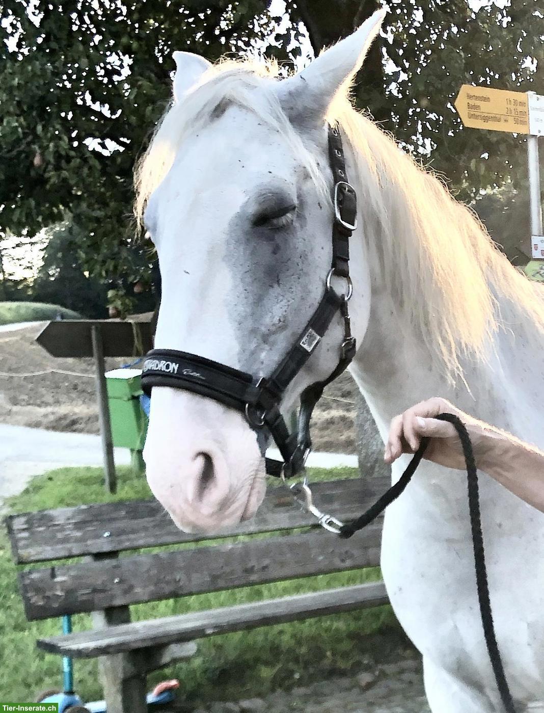 Bild 2: Araber Berber Wallach, liebevoll und verlässlich