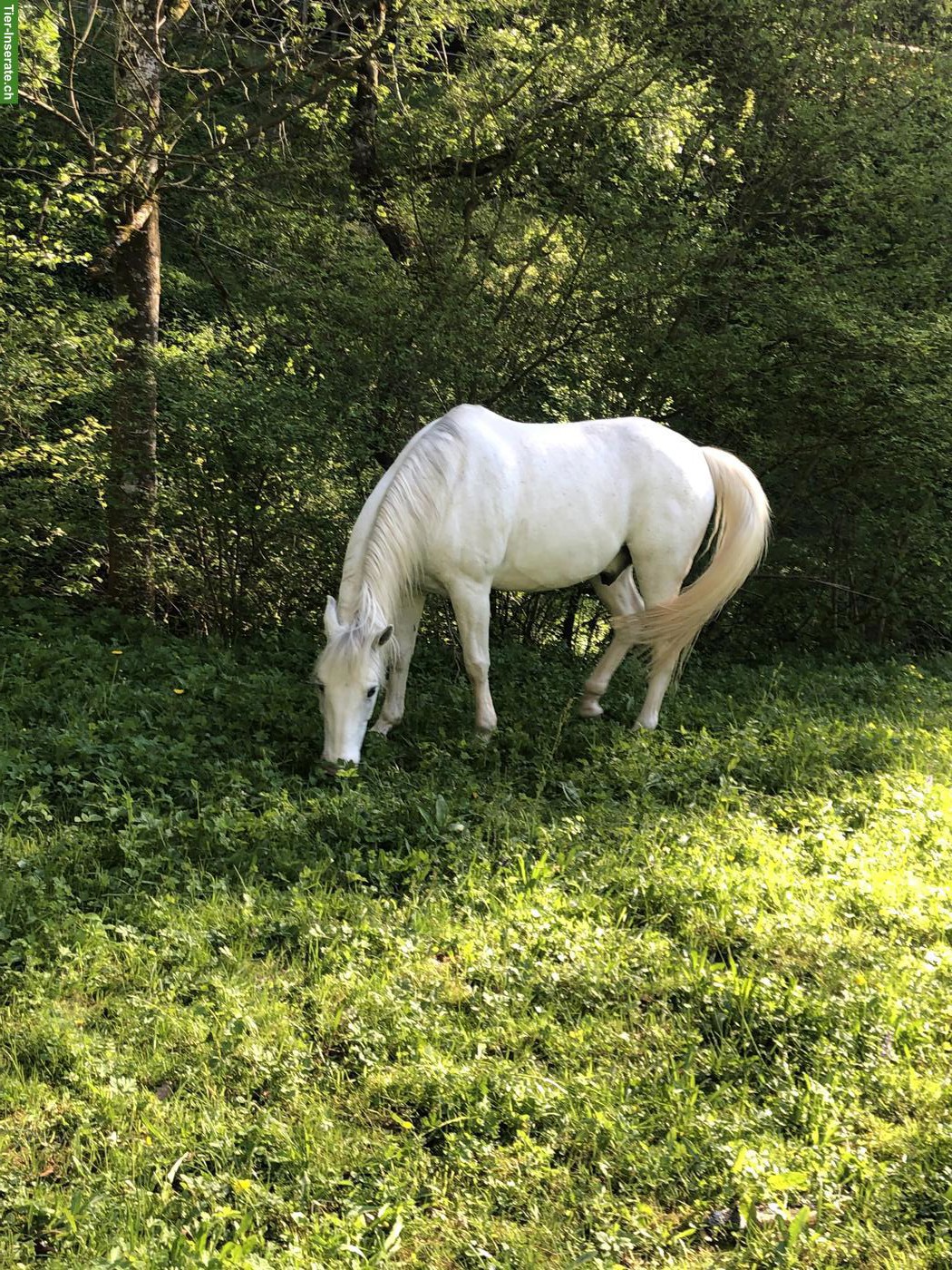 Bild 3: Araber Berber Wallach, liebevoll und verlässlich