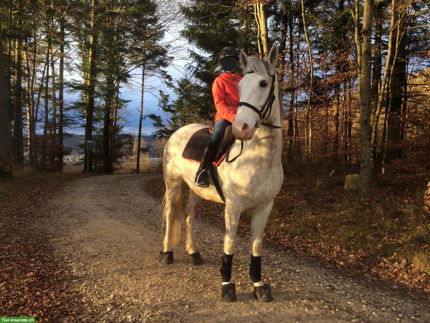 Bild 4: Araber Berber Wallach, liebevoll und verlässlich