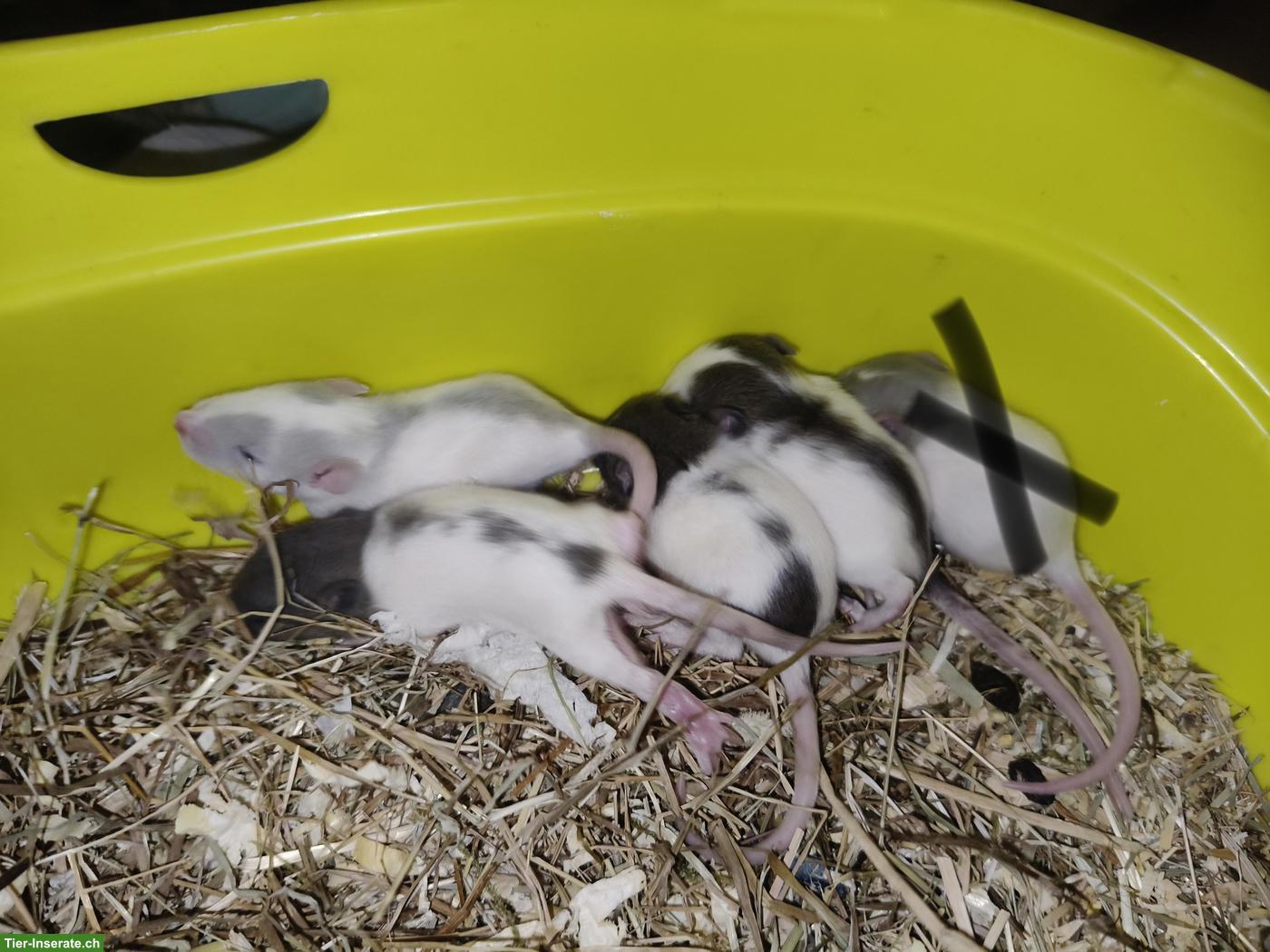 Rattenbabys abzugeben, weiblich, handzahm