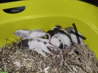 Rattenbabys abzugeben, weiblich, handzahm