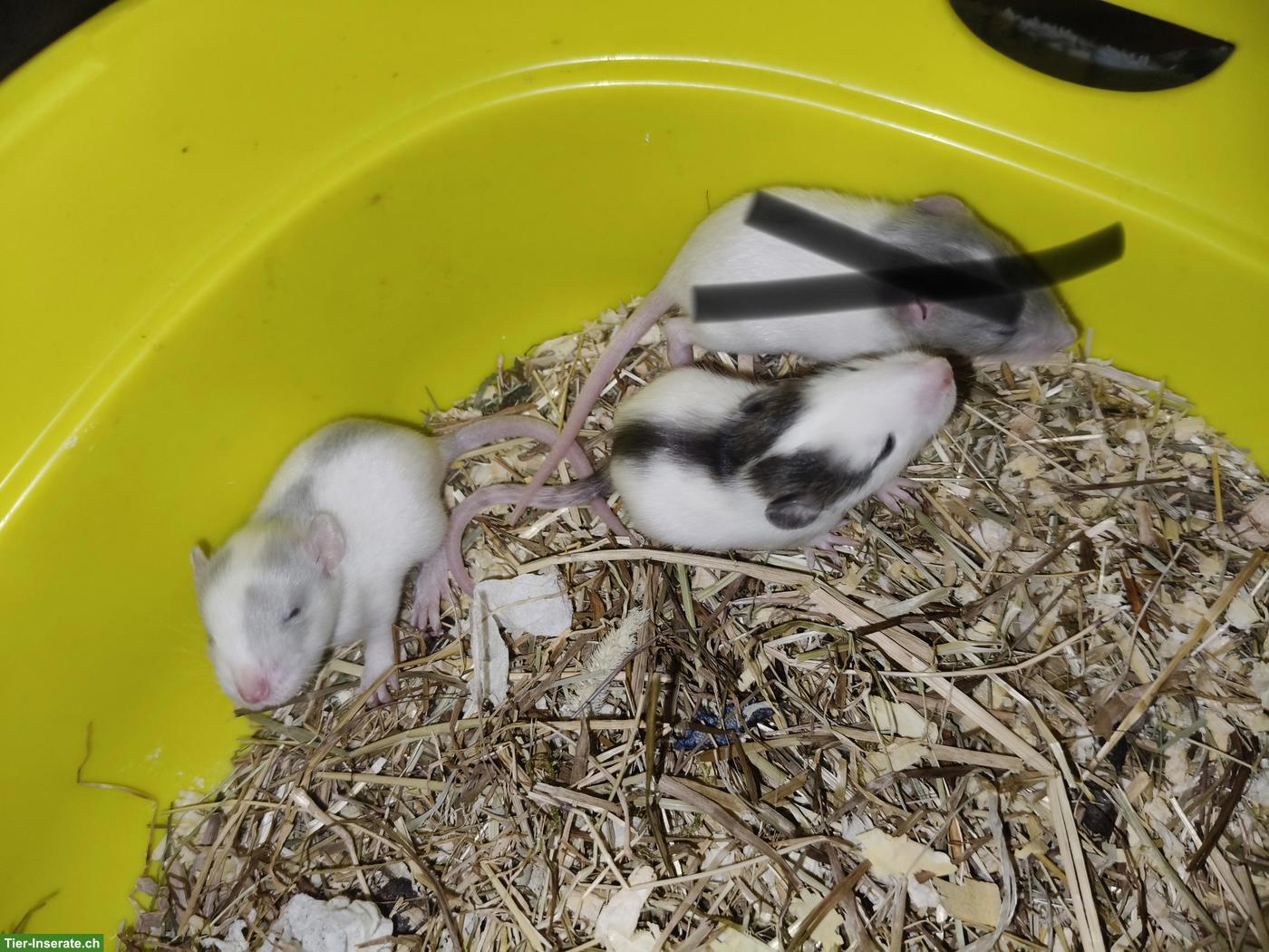 Bild 2: Rattenbabys abzugeben, weiblich, handzahm