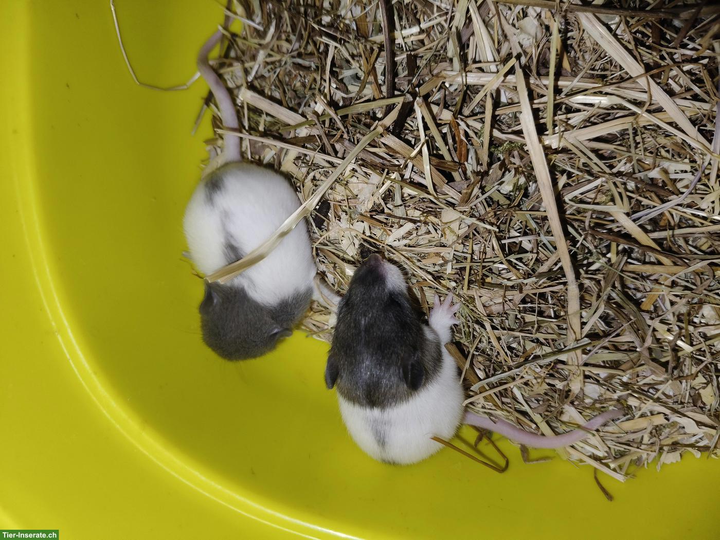 Bild 3: Rattenbabys abzugeben, weiblich, handzahm