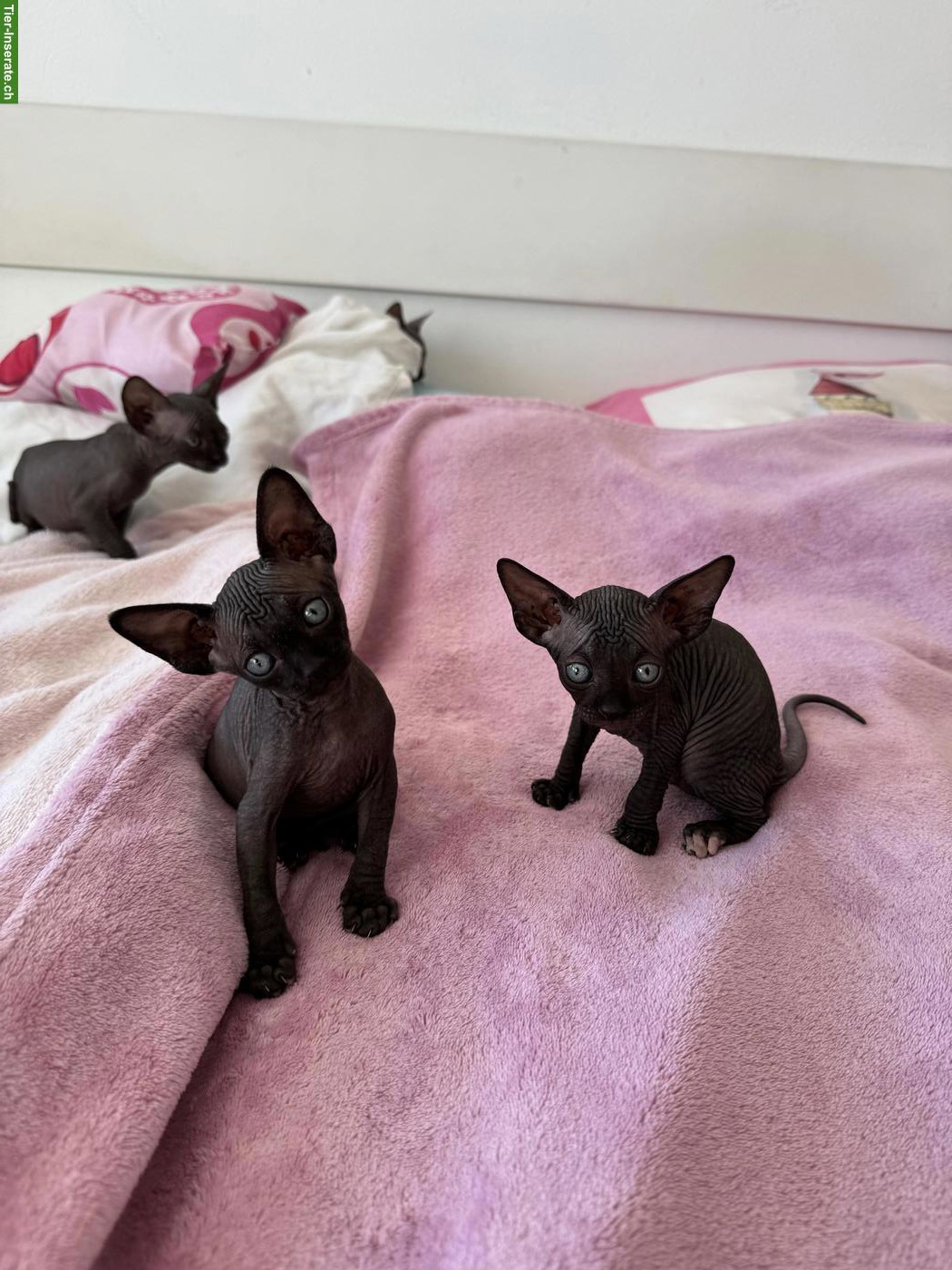 Zauberhafte Sphynx Kitten abzugeben