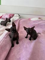 Zauberhafte Sphynx Kitten abzugeben