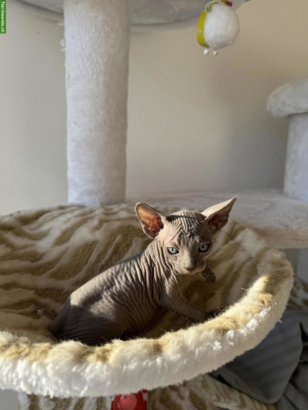 Bild 2: Zauberhafte Sphynx Kitten abzugeben