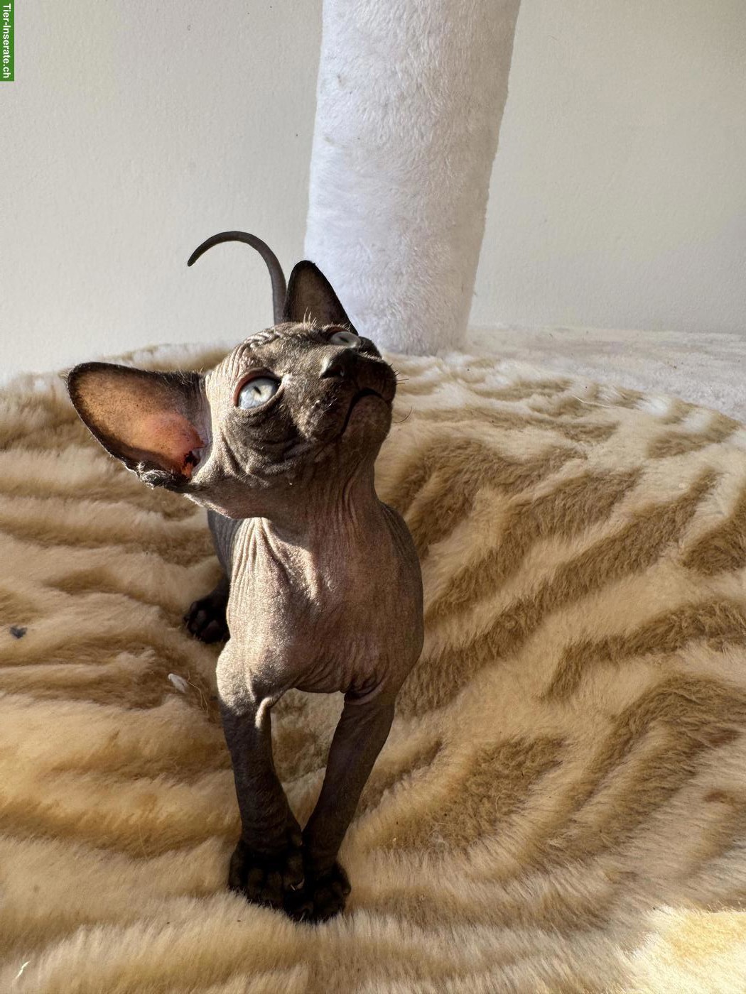 Bild 3: Zauberhafte Sphynx Kitten abzugeben