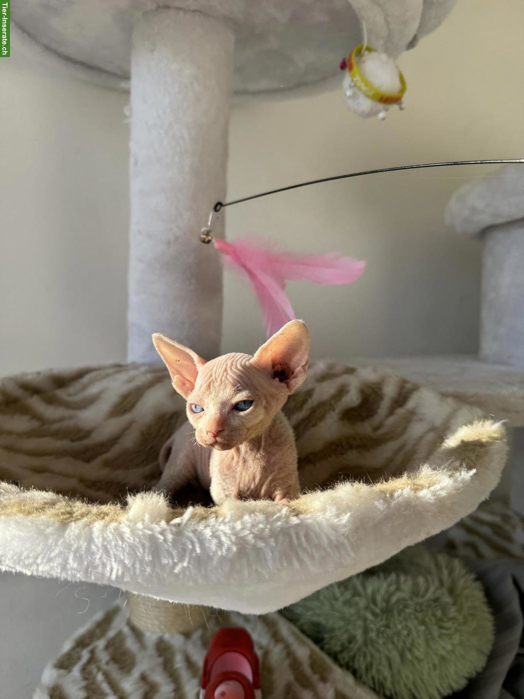 Bild 4: Zauberhafte Sphynx Kitten abzugeben