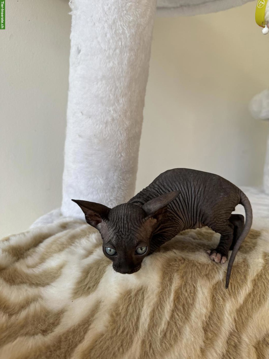 Bild 5: Zauberhafte Sphynx Kitten abzugeben
