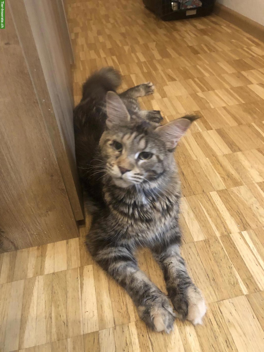 Reinrassige Maine Coon mit Stammbaum zu verkaufen