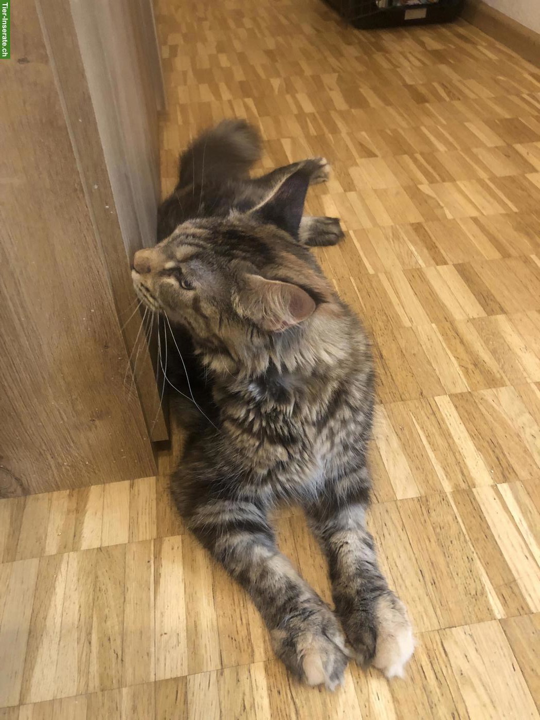 Bild 2: Reinrassige Maine Coon mit Stammbaum zu verkaufen