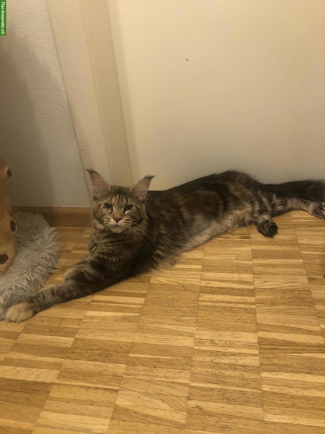 Bild 3: Reinrassige Maine Coon mit Stammbaum zu verkaufen