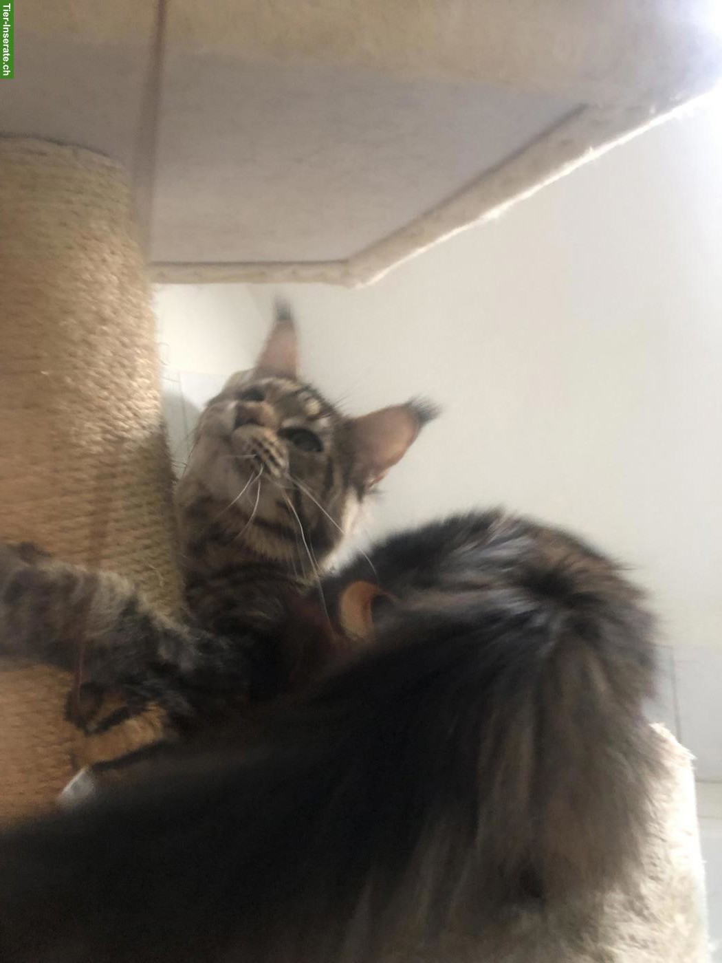 Bild 4: Reinrassige Maine Coon mit Stammbaum zu verkaufen