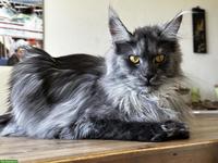 Maine Coon Katze Black Smoke sucht dringend Einzelplatz