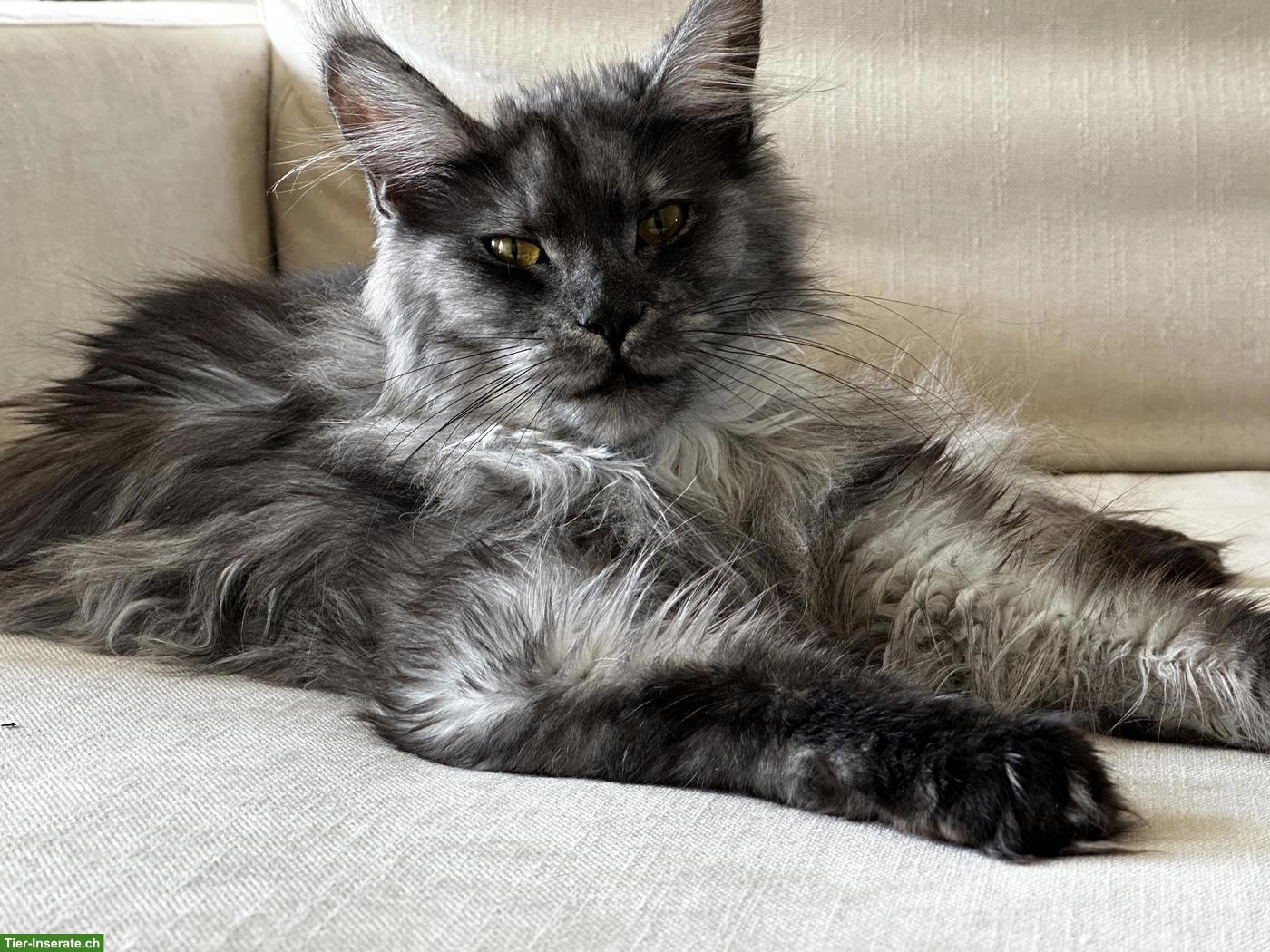 Bild 2: Maine Coon Katze Black Smoke sucht dringend Einzelplatz