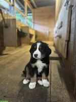 Berner Sennenhund Mischlingswelpen vom Bauernhof