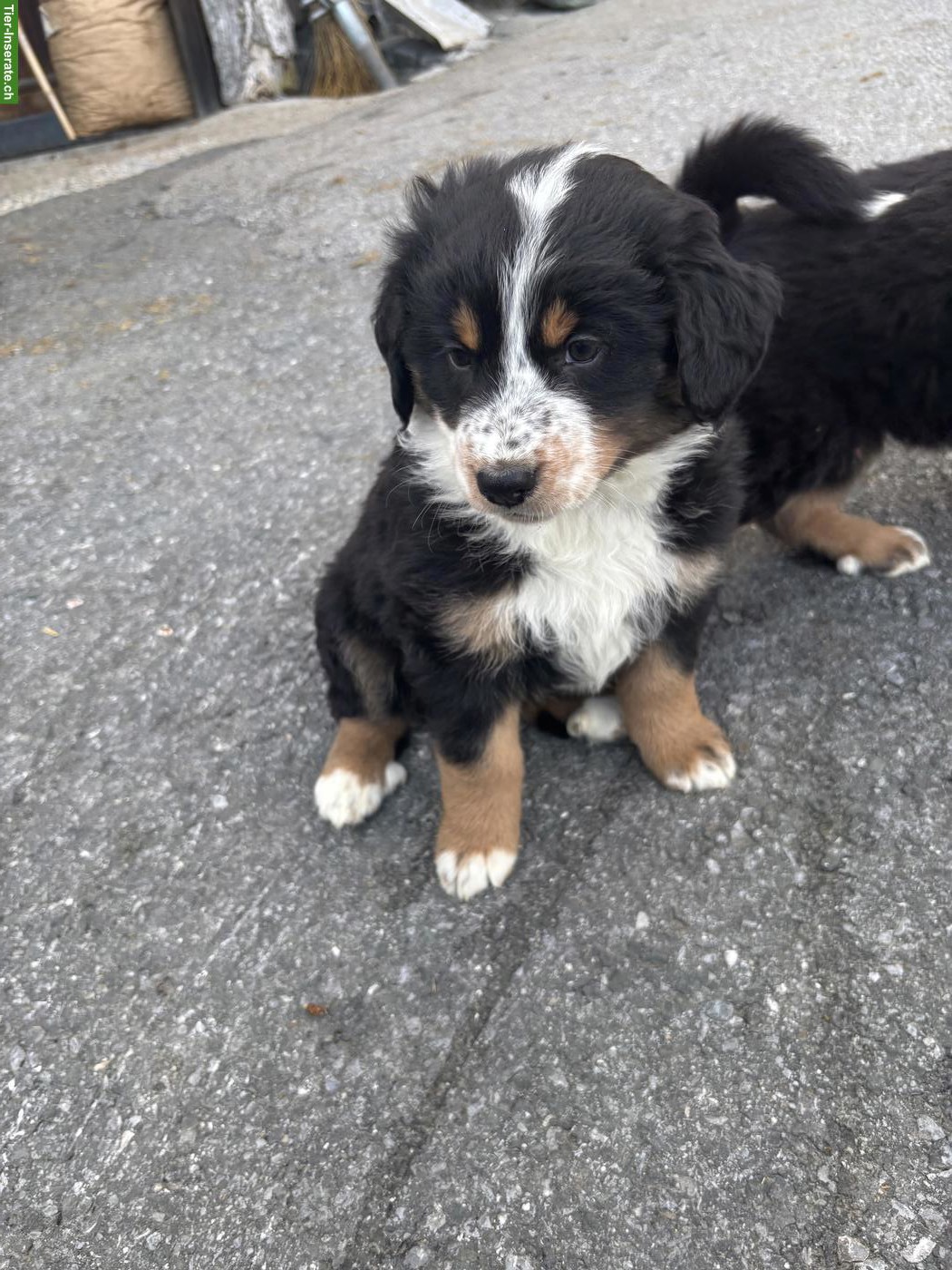 Bild 2: Berner Sennenhund Mischlingswelpen vom Bauernhof
