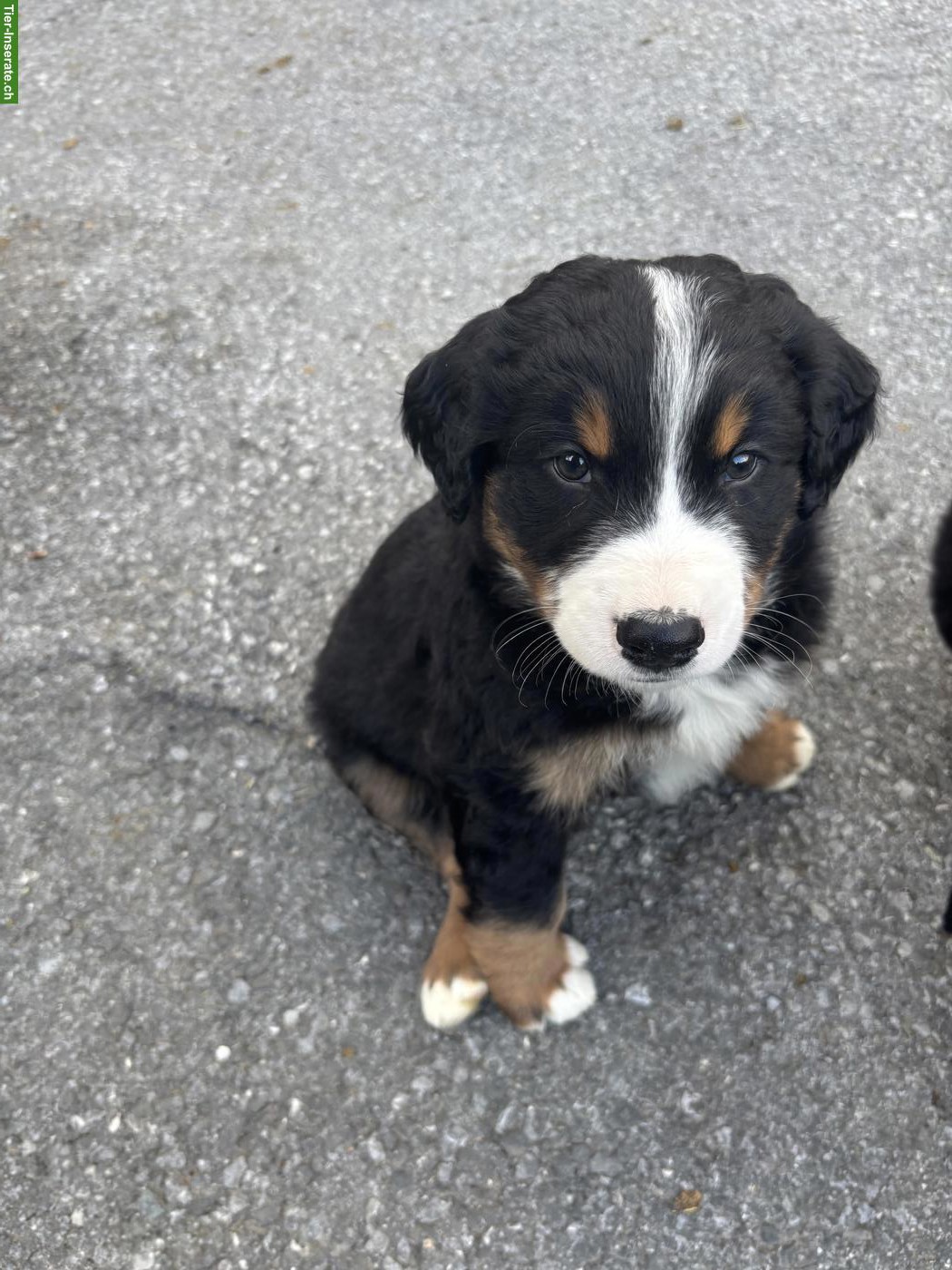Bild 3: Berner Sennenhund Mischlingswelpen vom Bauernhof