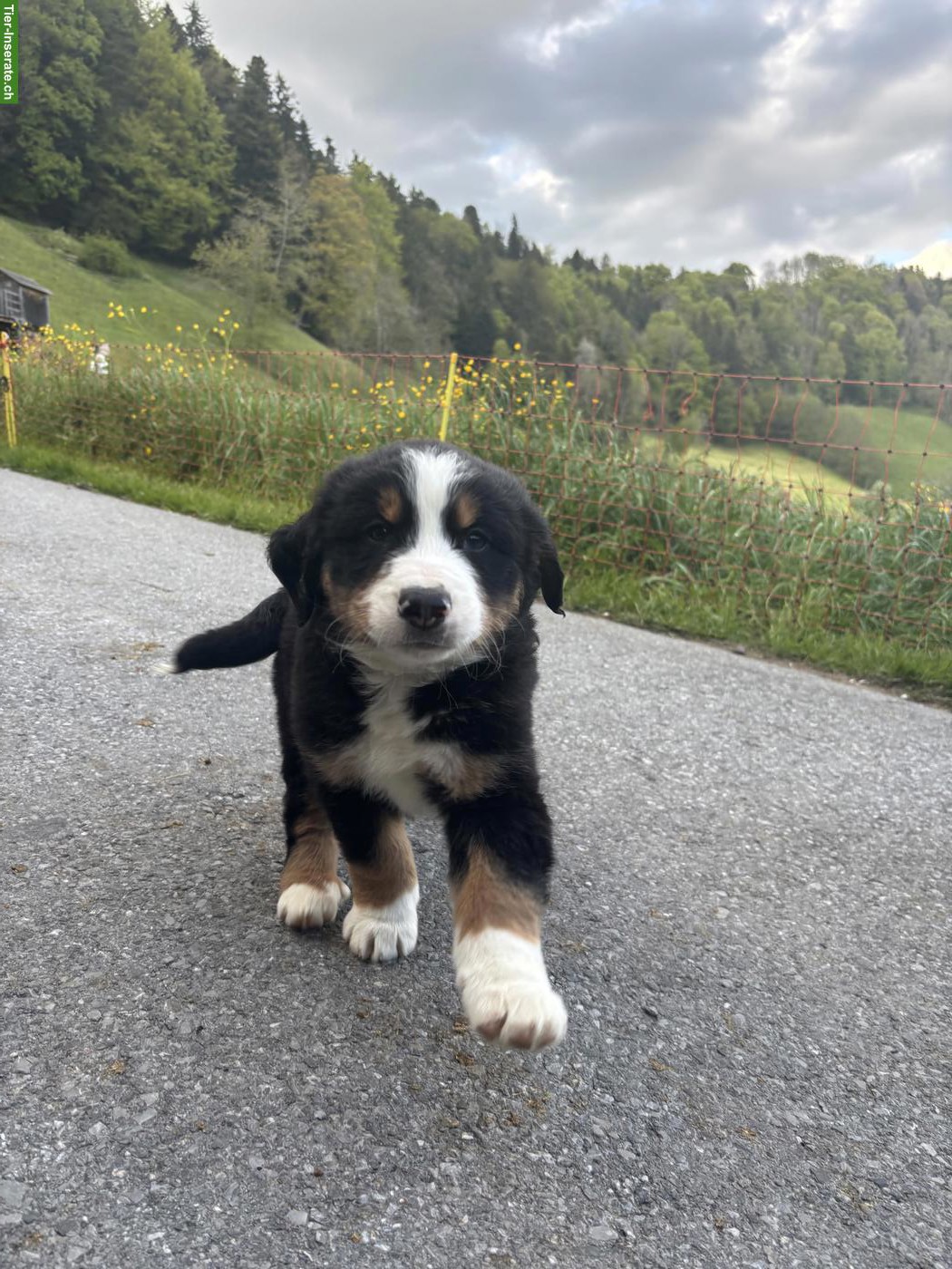 Bild 4: Berner Sennenhund Mischlingswelpen vom Bauernhof