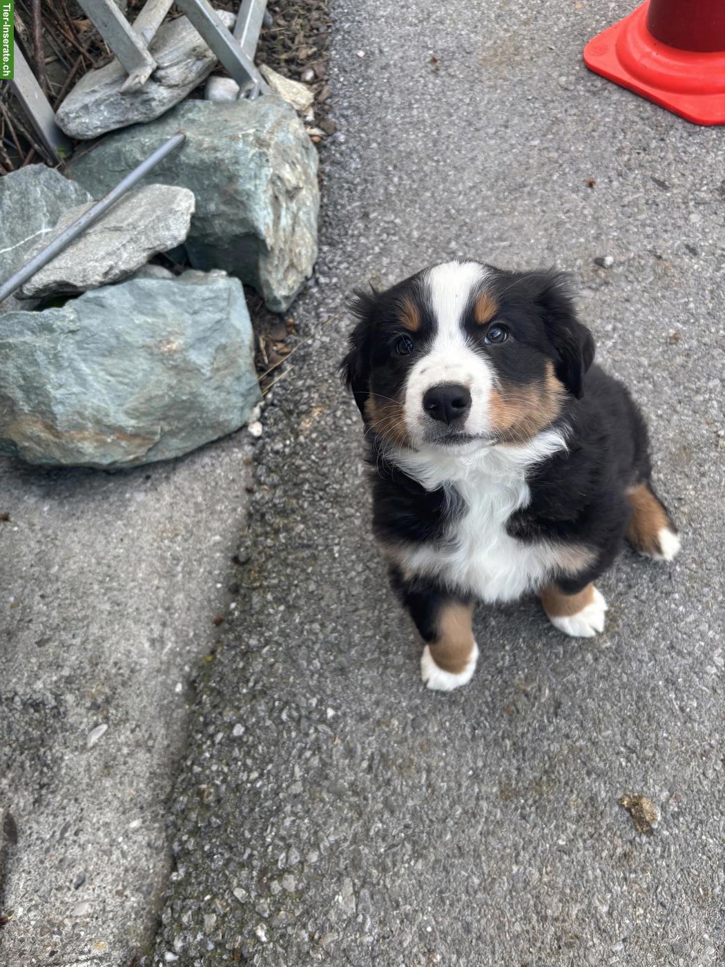 Bild 5: Berner Sennenhund Mischlingswelpen vom Bauernhof
