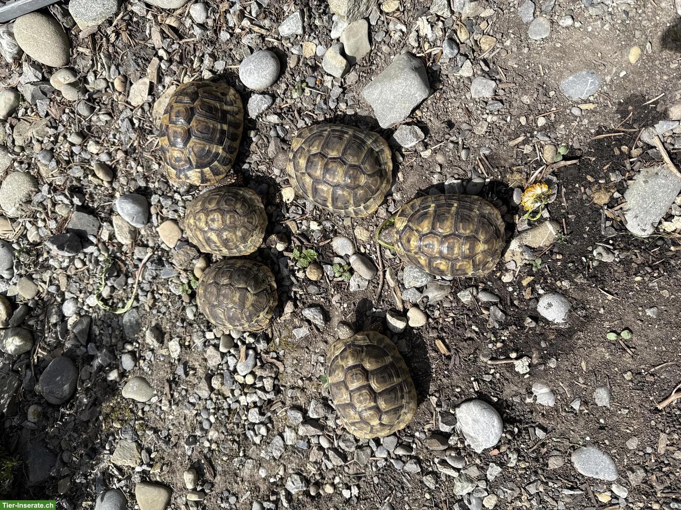 Griechische Landschildkröten an gute Plätze zu verschenken