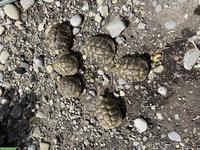 Griechische Landschildkröten an gute Plätze zu verschenken