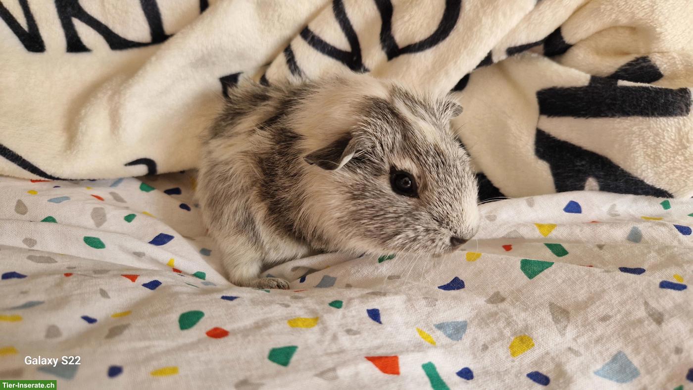 Bild 2: Junges Meerschweinchen-Trio abzugeben