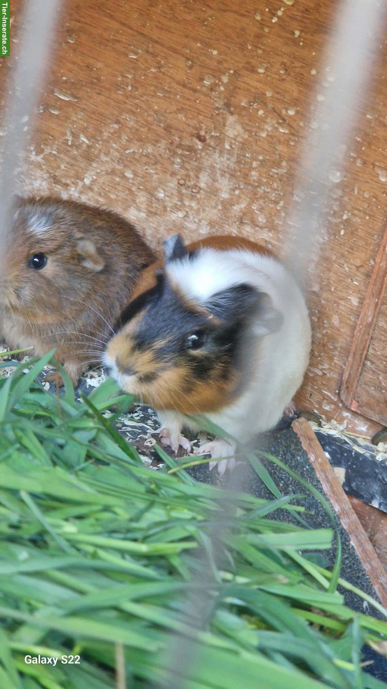 Bild 3: Junges Meerschweinchen-Trio abzugeben