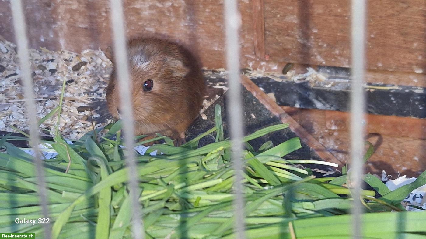 Bild 4: Junges Meerschweinchen-Trio abzugeben