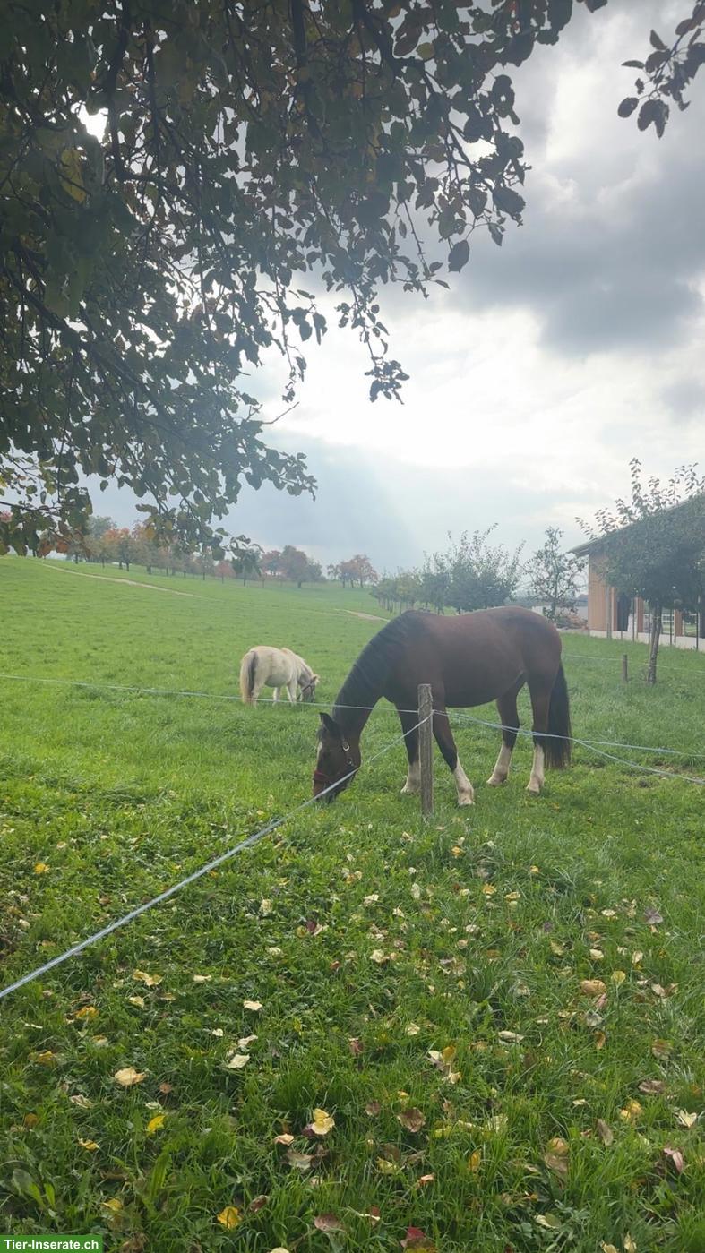 Bild 2: Reitbeteiligung im St. Pelagiberg TG