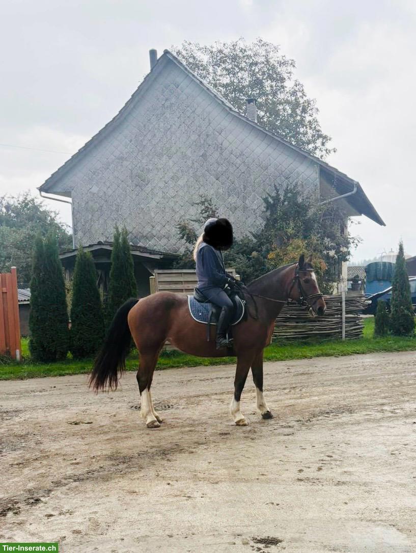 Bild 3: Reitbeteiligung im St. Pelagiberg TG