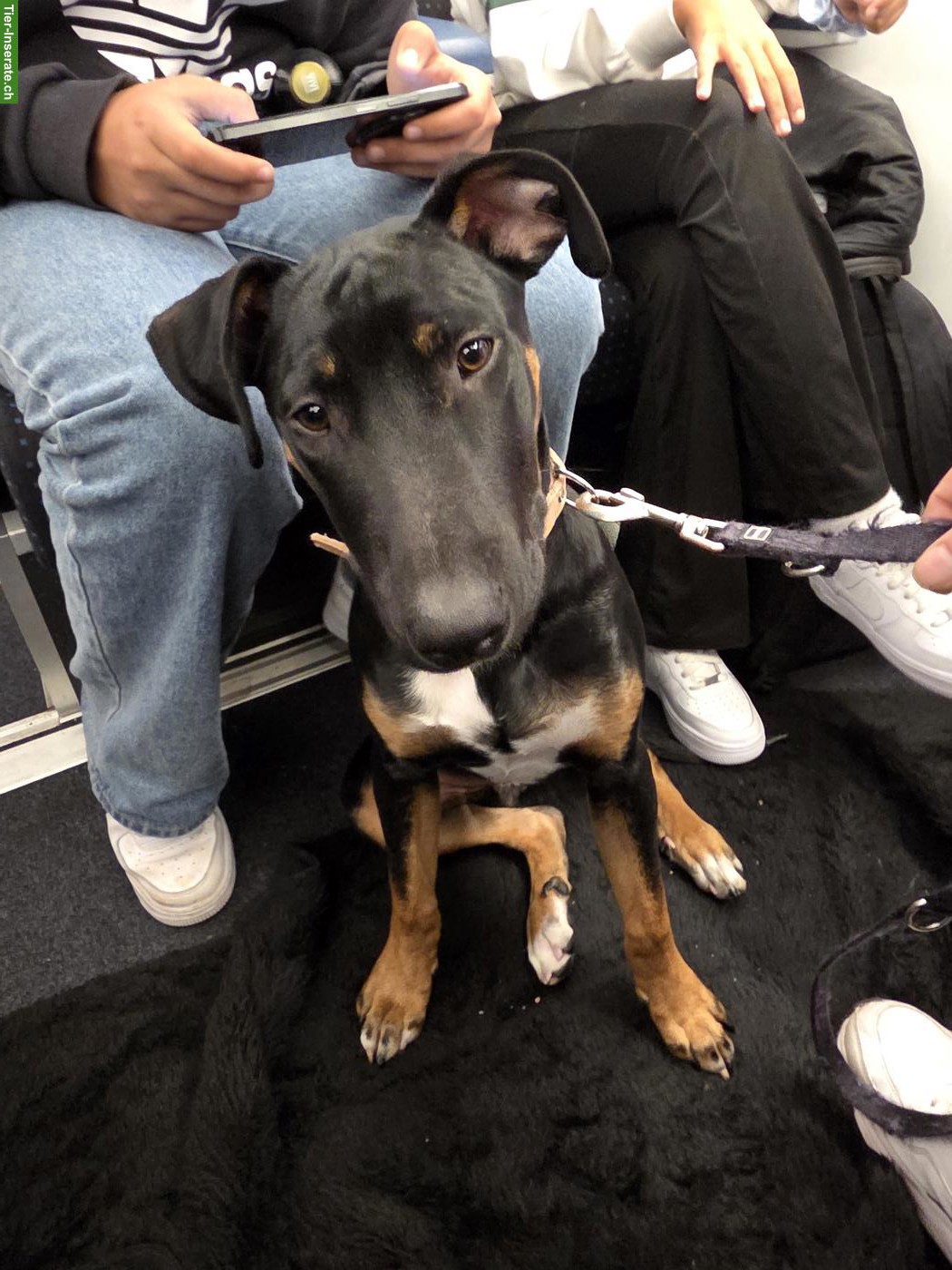 Junger Appenzeller-Mix Rüde "Chief" sucht neuen Lebensplatz