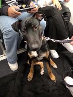 Junger Appenzeller-Mix Rüde "Chief" sucht neuen Lebensplatz