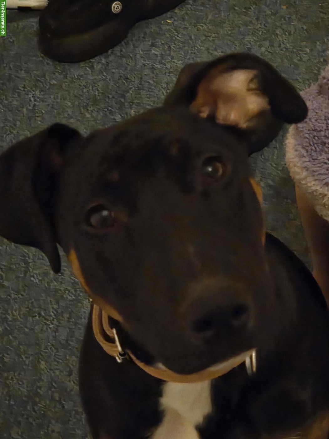 Bild 2: Junger Appenzeller-Mix Rüde "Chief" sucht neuen Lebensplatz