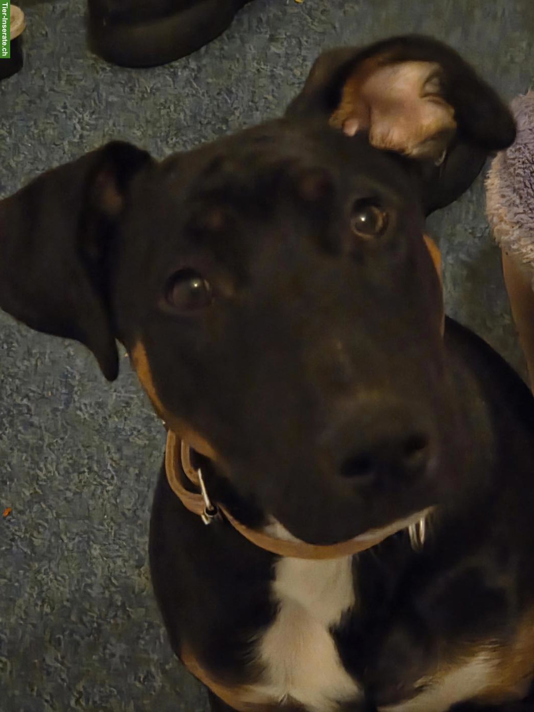 Bild 3: Junger Appenzeller-Mix Rüde "Chief" sucht neuen Lebensplatz