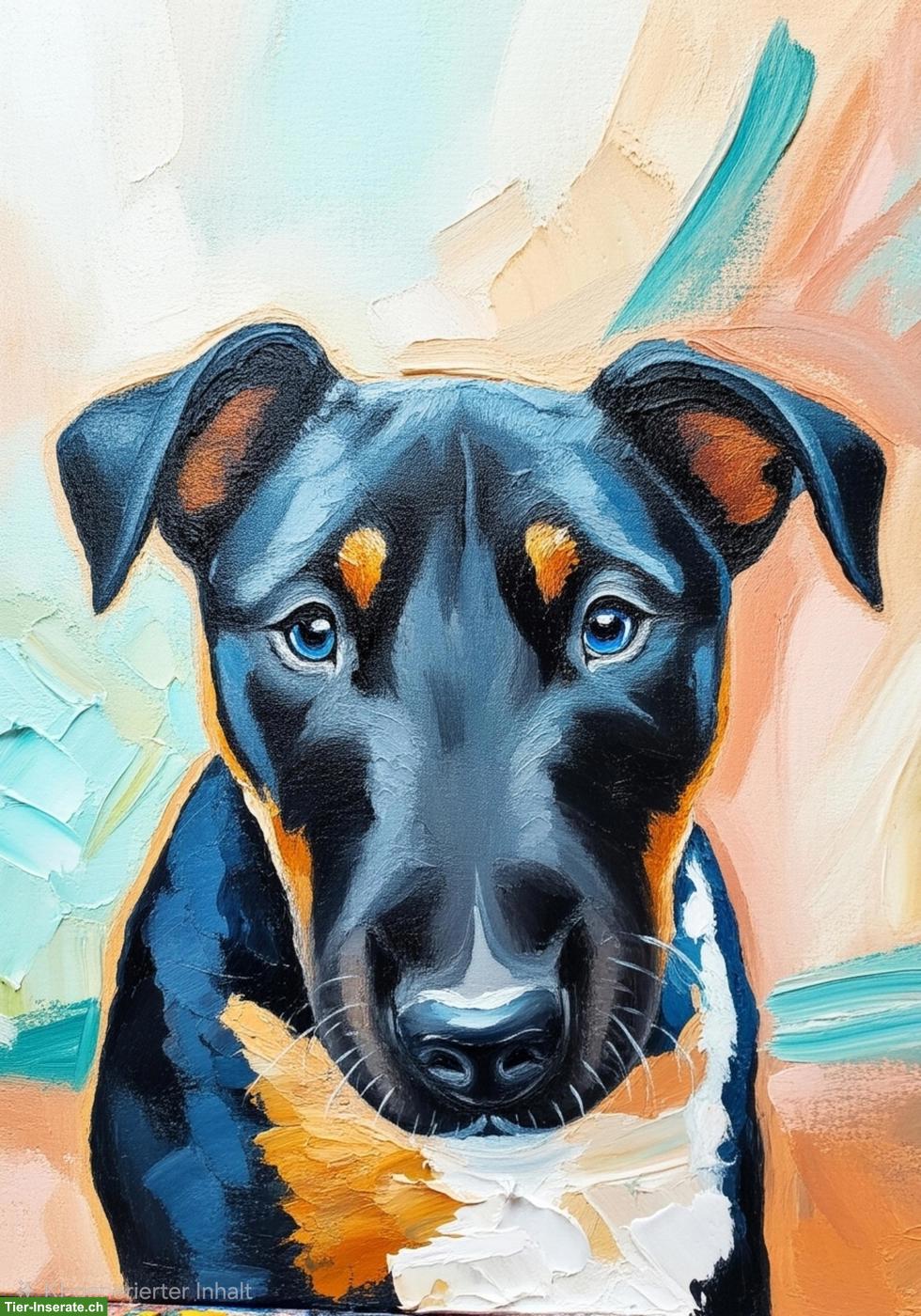 Bild 4: Junger Appenzeller-Mix Rüde "Chief" sucht neuen Lebensplatz