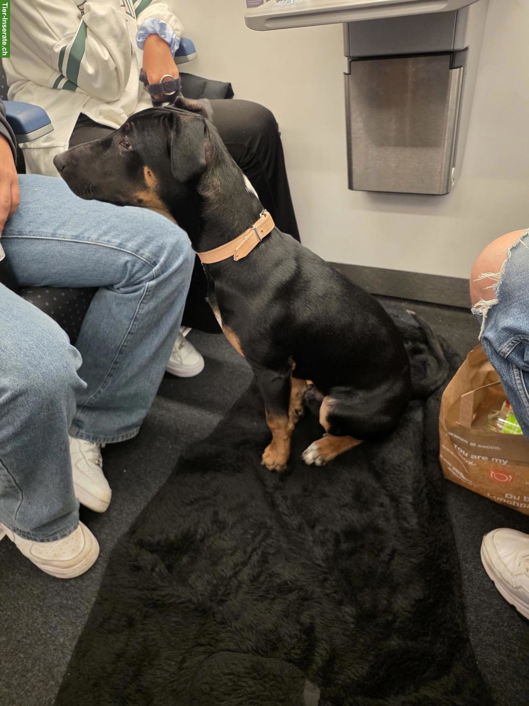 Bild 5: Junger Appenzeller-Mix Rüde "Chief" sucht neuen Lebensplatz