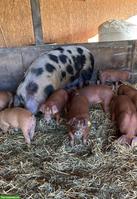 Junge unkastrierte Eber, Duroc x Sattelschwein x Pietrain