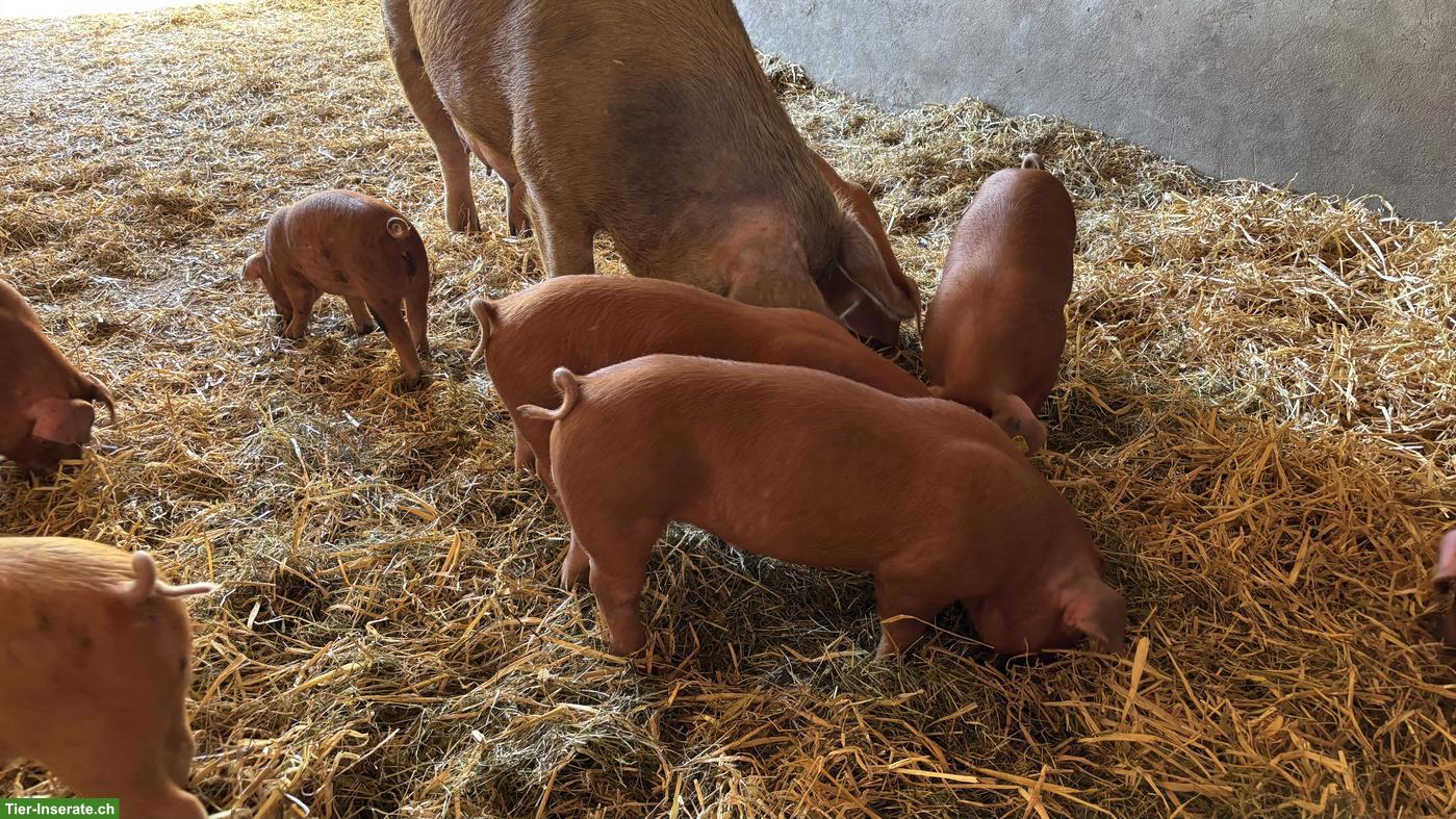 Bild 2: Junge unkastrierte Eber, Duroc x Sattelschwein x Pietrain