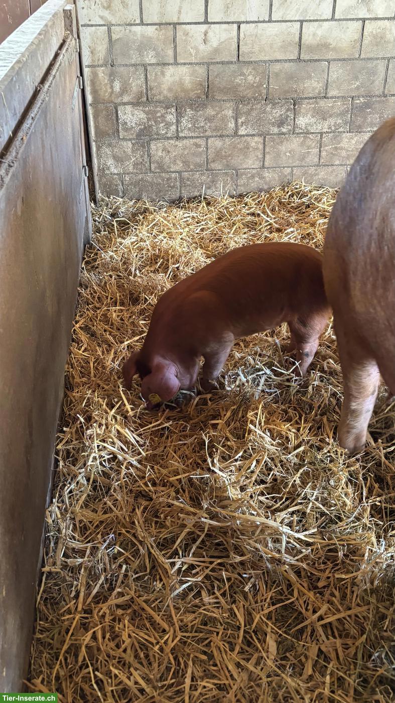 Bild 3: Junge unkastrierte Eber, Duroc x Sattelschwein x Pietrain